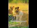 Download Lagu Animal. https://youtu.be/9FvrjwtWxrY