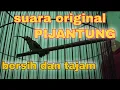 Lagu PIJANTUNG GUNUNG || suara besetan tajam