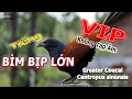 Download Lagu Tiếng Chim Bìm Bịp Mồi Kêu Chuẩn File MP3 Không Tạp Âm Mới Nhất 2025 | Greater Coucal