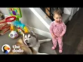 Lagu 5 Signs Your Child Is Being Raised By Huskies | The Dodo