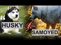 Samoyed or Husky The Key Differences Explained