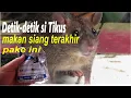 Download Lagu DETIK-DETIK SI TIKUS MAKAN SIANG TERAKHIR, BASMI TIKUS DENGAN CARA INI