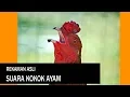 Lagu Suara Kokok Ayam Menenangkan Hati Rekaman Peternakan Blorok Asli