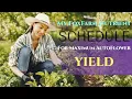 How I Use FoxFarm Nutrients For Maximum Autoflower Yield