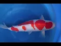 Female Sansai Kohaku Sakai S-Legend Bloodline