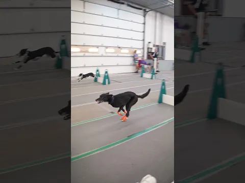 Dog war