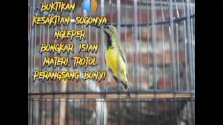 Download Buktikan 🔊 kesaktian sogon.call.ngleper.pancingan.. pikat MP3