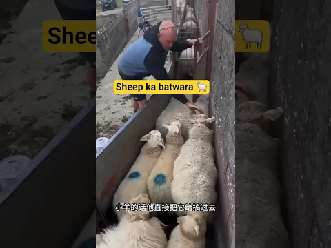 sheep division  ~New Viral Gadgets, Smart Appliances, Kitchen Utensils/ Home Inventions #shorts