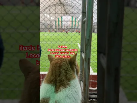 #summerofgoals #dünyakupası #worldcup #komedi #türkiye #kedi #cat #maç #futbol #football #gs