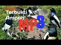 Lagu SUARA PIKAT KACER RIBUT HUTAN MP3 #pikatkacer #kacerhutan #burungkacer