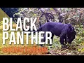 Download Lagu Black Panther in Malaysia (Harimau Kumbang di Malaysia)