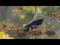Female Raven Sounds - Bella filmed 12 16 2024