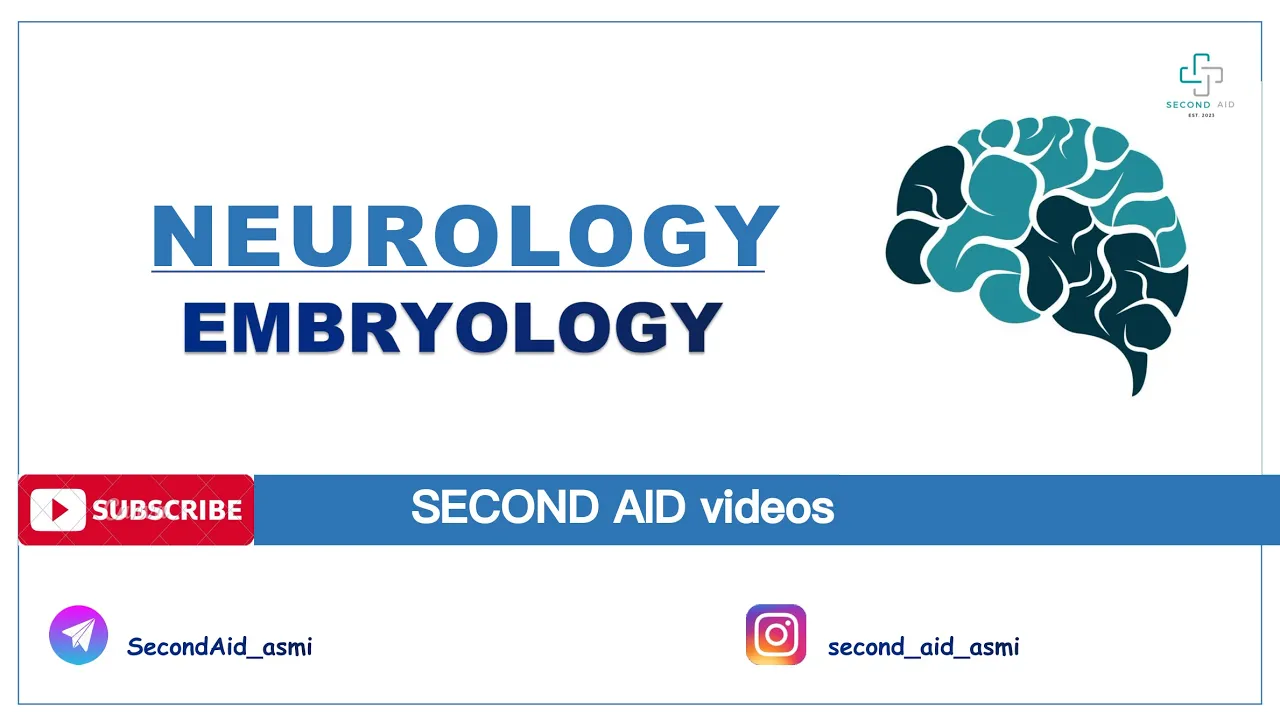 Nevroembriologiya 1