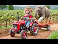 Lagu Monkey NaNa Kiwi Harvest Turns Into an Emergency—He Finds an Elephant Trapped Under a Fallen Tree!🐘😱