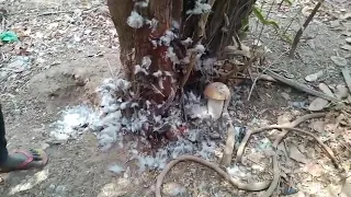 اسلام هذه القرية ثم حرقهم لوثنهم الذي كانو يخافون ويذبحون  اسلام هذه القرية ثم حرقهم لوثنهم الذي كانو يخافون ويذبحون