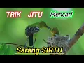 Download Lagu cara mencari sarang burung sirtu