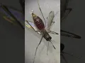 mosquito under microscope