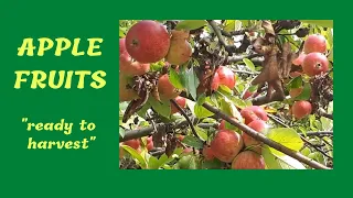 Red Apple Fruits Goes With The Relaxing Sound Of The Wind 