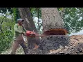 Download Lagu Amazing skill... Cutdown 3 trees lined up in the rice field‼️