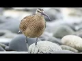 Download Lagu gajahan penggala, burung pantai besar berparuh panjang yang menyukai kawasan berlumpur