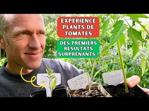 Video Thumbnail: Expérience plants de tomates Ép.03 ► Premiers résultats avec marc de café, urine, purins, engrais...