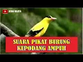 Lagu SUARA PIKAT BURUNG KEPODANG AMPUH