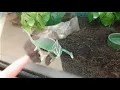 Chameleon at Petco