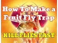 NEW How To Make Fruit Fly Trap With Apple Cider Vinegar PROOF - Get Rid Of Fruit Flies Fast