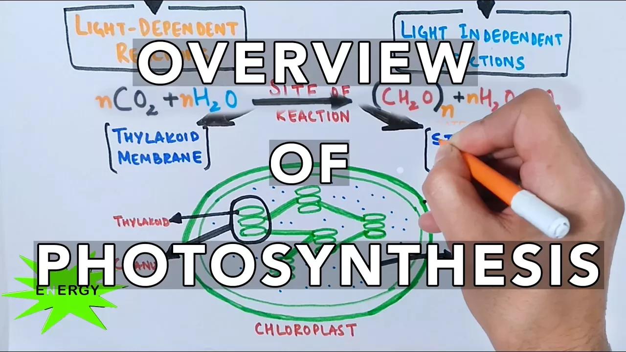 Photosynthesis