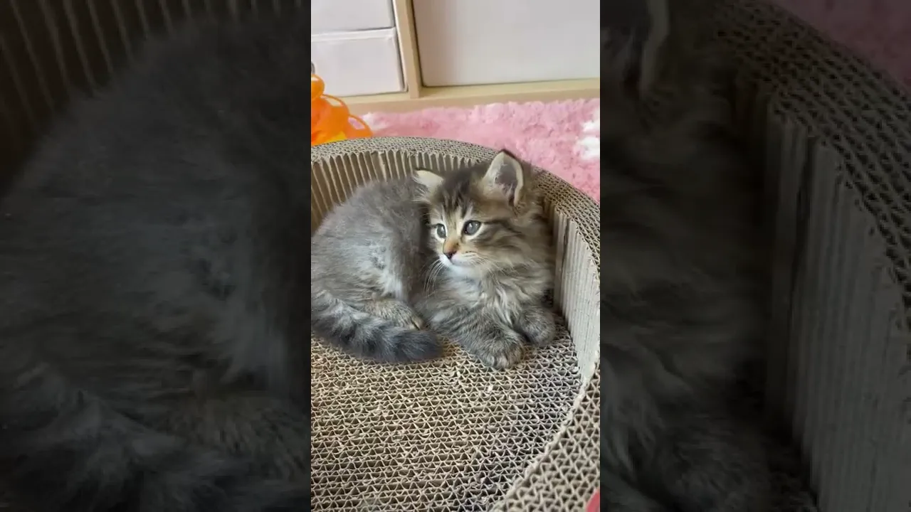 動画
