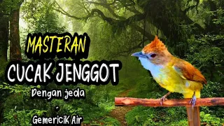 Download Masteran Cucak Jenggot Dengan Jeda + Gemericik Air MP3