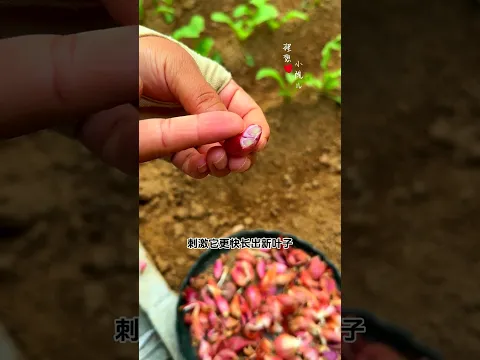 Here's a little trick to make shallots sprout faster! #shallots