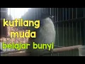 Download Lagu suara pancingan KUTILANG belajar BUNYI dan GACOR