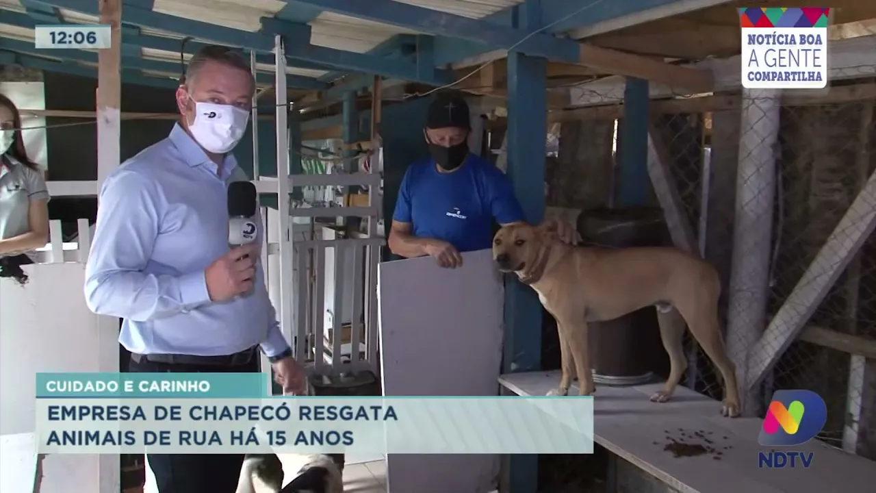 Cuidado e carinho: empresa de Chapecó resgata animais de rua há 15 anos