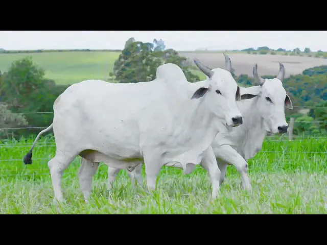 2 Matrizes Nelore P.O.