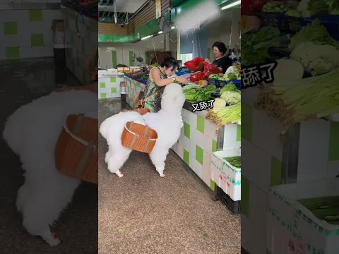 amazing way cute goat #explore