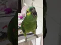Download Lagu EU QUEEERO!!! Papagaio Petito pedindo papá!