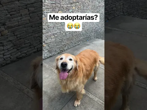 Me adoptarรญas ๐๐ฆฎ