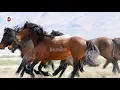 Download Lagu Suara kuda berlari kencang - Suara kuda balap - horse running sounds