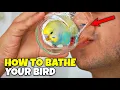 Download Lagu Hoe u uw vogel een bad geeft ✨️🐦💧