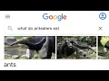 Embarrassingly Dumb Google Searches