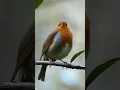 Download Lagu Suara Burung | Robin bernyanyi dan berkicau