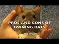 Pros and Cons of Fancy Rats as Pets - version
