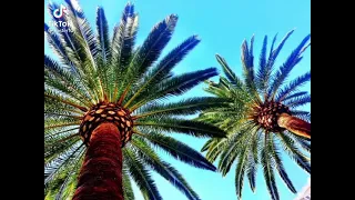 ياما درنا وياما شربنه الخمر لين سكرنه 2021 