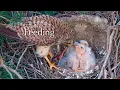 Download Lagu #34🦃🐥5°🐥5°🐥5°🐥5°／Avila🇪🇸Kestrel Nest 2025／ Powerd by DIRECTO NATURA