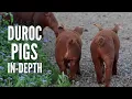 Duroc Pigs Breed Profile Characteristics and More
