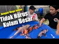 Download Lagu Ternyata Keeping Koi Utuk Show Tidak Harus Di Kolam Besar | Dengan Pakan Mega Jumbo