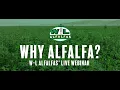 Why Alfalfa