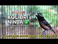 Download Lagu Konin Gacor Isian MEWAH‼️ COCOK untuk Masteran Murai Batu dan Pancingan Burung Bahan ( Episode 20 )