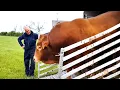 Limousin bull going to meet the cows on the pasture